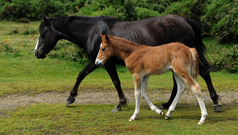 Summer Pony Mother and Foal, East Boldre